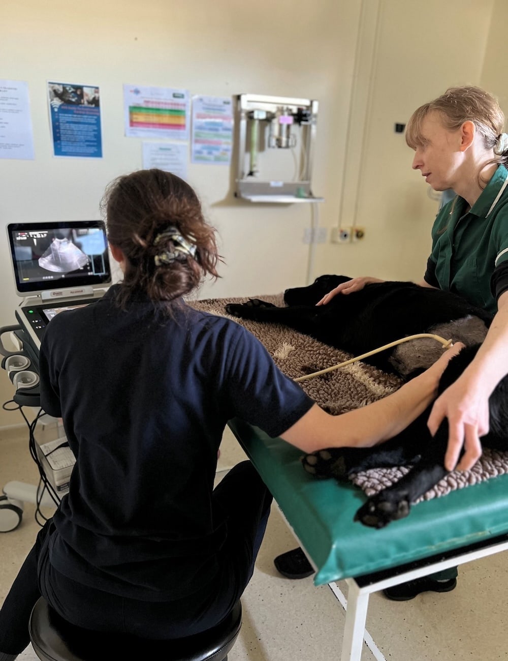 Celia Vanner and Suzanne Glover performing an ultrasound scan on a Labrador with results visible on screen at Elizabeth Smith Vets