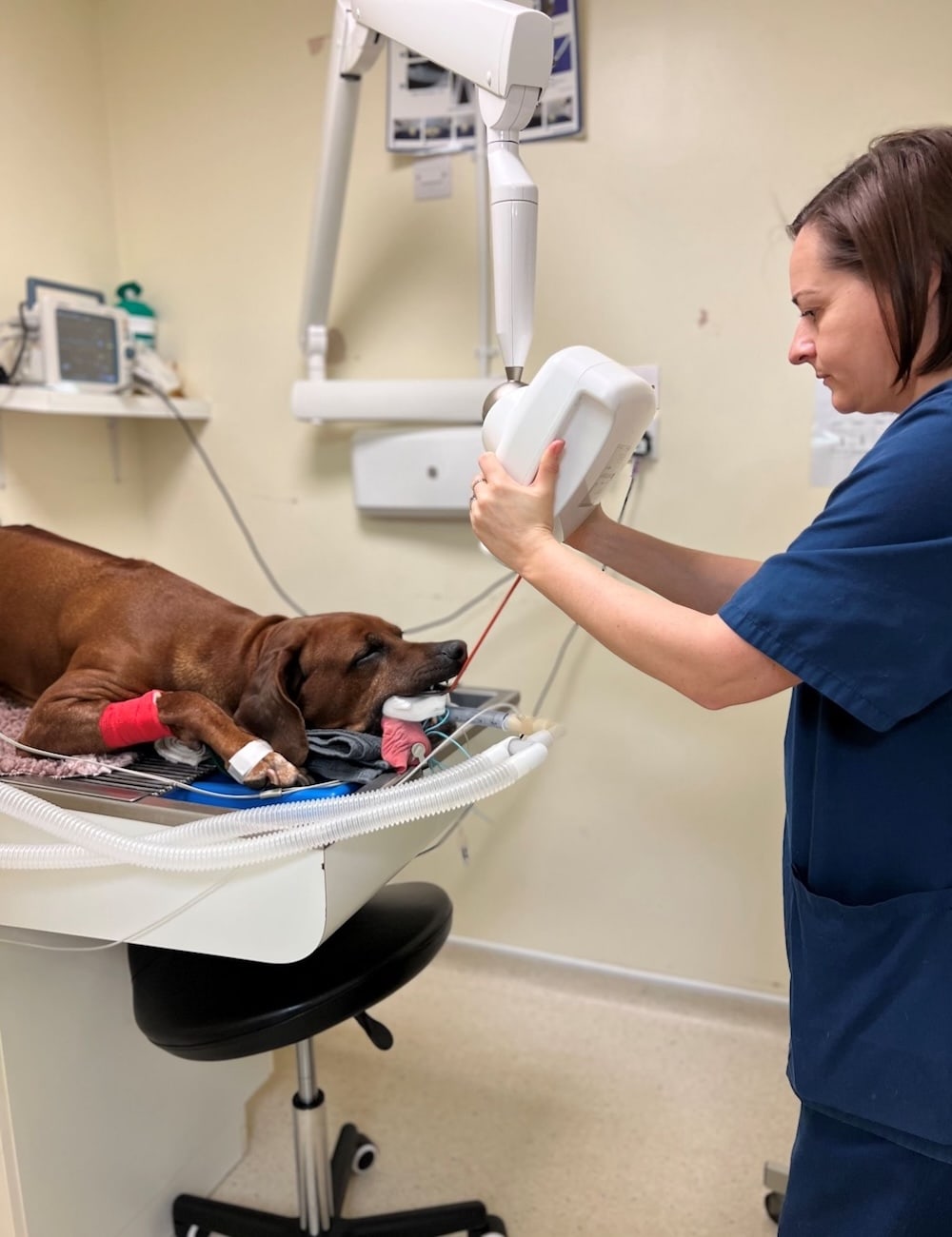 Kim taking digital dental x-rays of a dog under anaesthetic at Elizabeth Smith Vets near Biggleswade