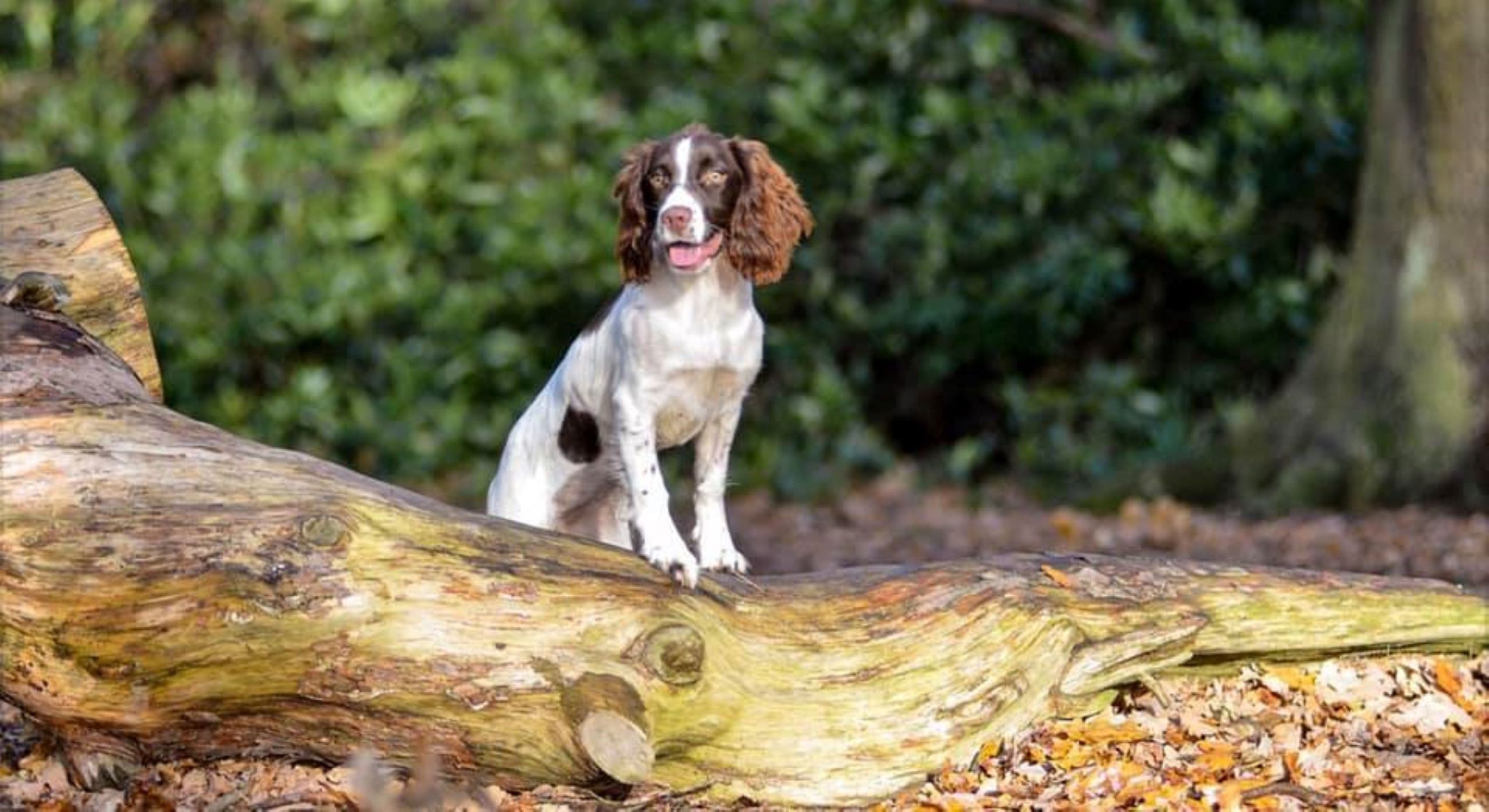 Healthy dog playing in woodland