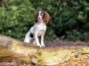 Healthy dog playing in woodland