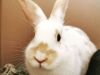 Rabbits receive quality care at out Biggleswade practice